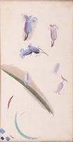 Artist Winifred Knights: Study for Blue Bells, circa 1937